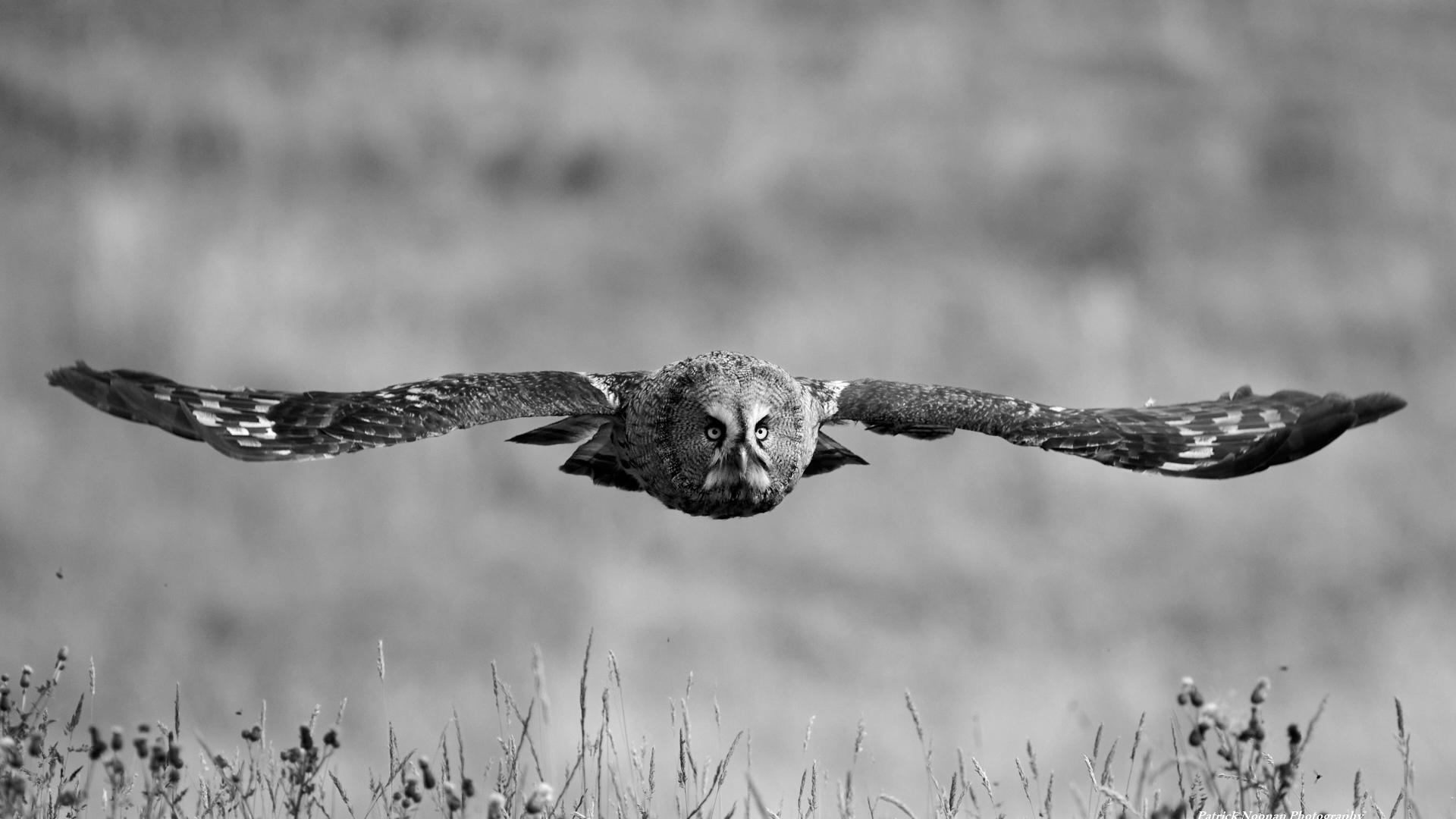 Great Grey Owl