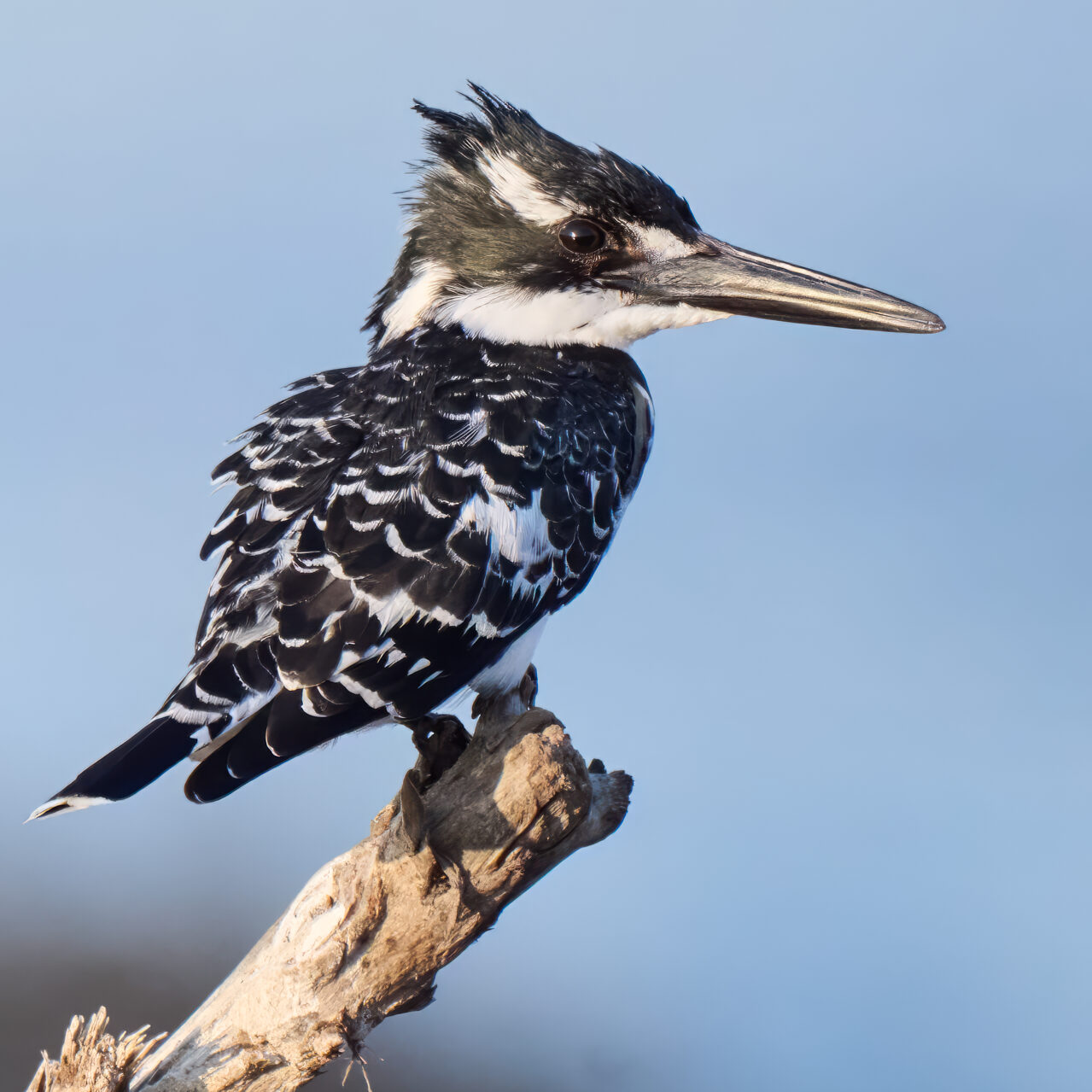 Pied Kingfisher