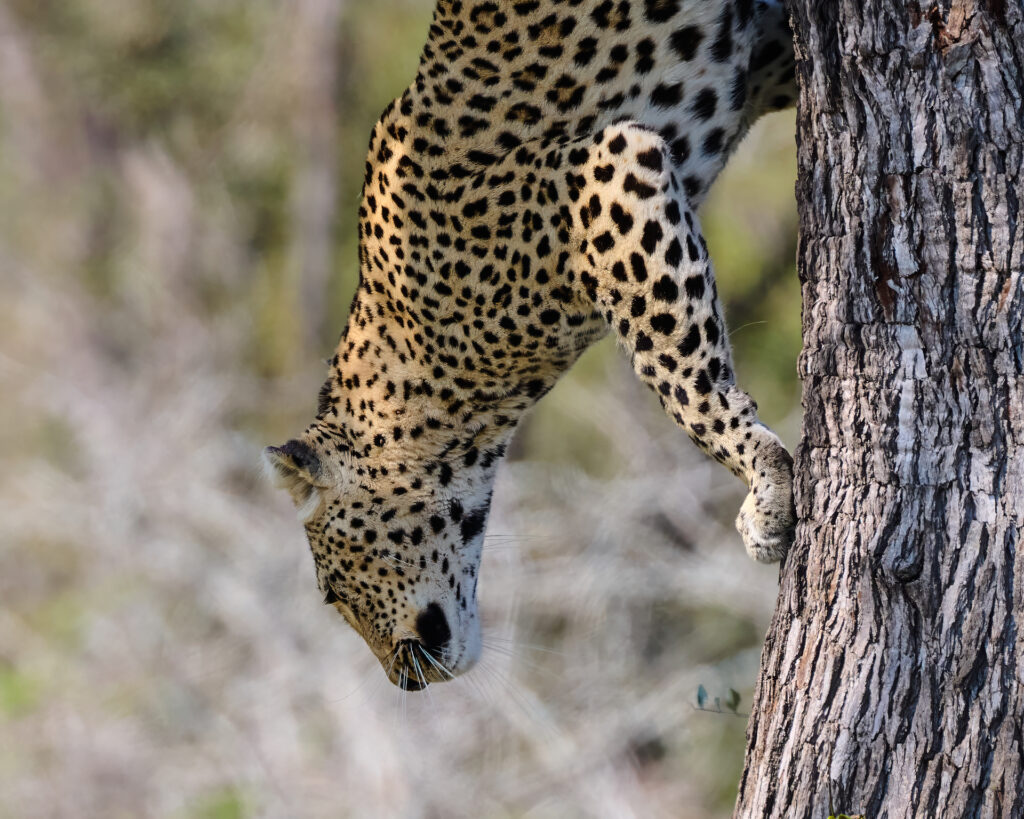 Leopard Climbing Down a Tree